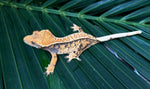 Extreme Harlequin Pinstripe Whiteout Crested Gecko (CRAZY COLOR)