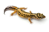 Tangerine Bold Leopard Gecko Female