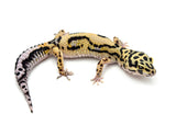 Bold Tangerine Leopard Gecko Female