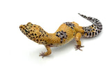 Tangerine Leopard Gecko Female