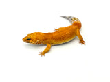 Super Hypo Tangerine Baldy Leopard Gecko