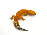 Super Hypo Tangerine Baldy Leopard Gecko