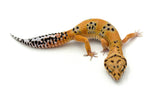 Tangerine Bold Leopard Gecko Female
