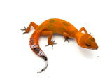 Super Hypo Tangerine Carrot Tail Baldy Leopard Gecko