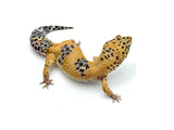 Tangerine Leopard Gecko Female