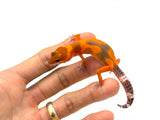 Super Hypo Tangerine Carrot Tail Baldy Leopard Gecko