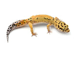 Tangerine Bold Leopard Gecko Female