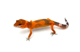 Super Hypo Tangerine Carrot Tail Baldy Leopard Gecko