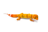 Super Hypo Tangerine Baldy Leopard Gecko
