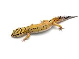 Tangerine Bold Leopard Gecko Female