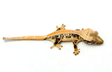 Tangerine Lilly White Pinstripe Crested Gecko