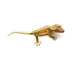Tangerine Lilly White Pinstripe Crested Gecko