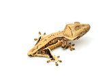 Crested Gecko on a white background