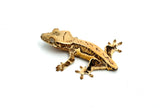 Crested Gecko on a white background