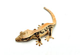 Tangerine Lilly White Pinstripe Crested Gecko