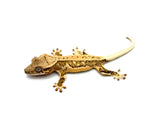 Tangerine Lilly White Pinstripe Crested Gecko