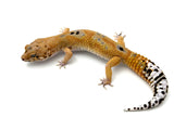 Tangerine Leopard Gecko Male