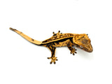 Tangerine Quadstripe Crested Gecko (Matrix offspring)