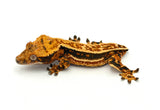 Tangerine Quadstripe Crested Gecko (Matrix offspring)