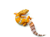 Tangerine Rainwater Leopard Gecko