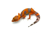 Tangerine Tremper Albino Leopard Gecko