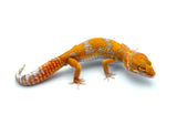 Tangerine Tremper Albino Leopard Gecko