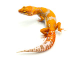 Tangerine Tremper Albino Leopard Gecko