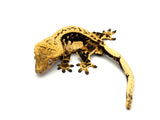Tangerine Whitewall Pinstripe Crested Gecko (Flo-Rida offspring)