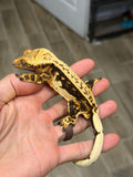 Tangerine Whitewall Pinstripe Crested Gecko (Flo-Rida offspring)