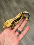 Tangerine Whitewall Pinstripe Crested Gecko (Flo-Rida offspring)