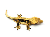 Tangerine Whitewall Pinstripe Crested Gecko (Flo-Rida offspring)
