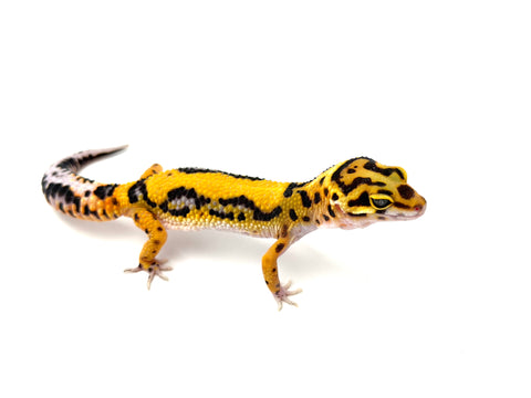 Tangerine Bold het Trempe Leopard Gecko