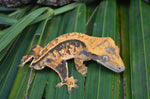 Tangerine Harlequin Pinstripe Crested Gecko