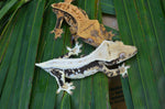 Tangerine Harlequin Pinstripe Crested Gecko