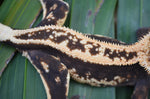 Tangerine Whiteout Emptyback Pinstripe Crested Gecko (BlackJack offspring)