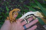 Tangerine Harlequin Pinstripe Crested Gecko