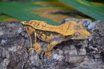 Tangerine Harlequin Pinstripe Crested Gecko