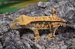 Tangerine Harlequin Pinstripe Crested Gecko