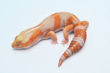 Tangerine Amelanistic African Fat Tail Gecko