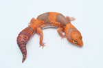 Juvenile Tangerine Amelanistic African Fat Tail Gecko