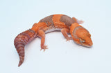 Juvenile Tangerine Amelanistic African Fat Tail Gecko