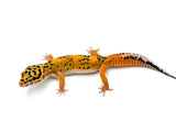 Tangerine Bold Cross het Tremper & Eclipse Leopard Gecko