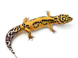 Bold Tangerine Leopard Gecko Female