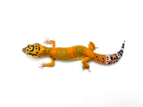 Tangerine Clown het Tremper Leopard Gecko