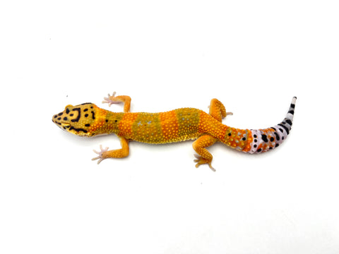 Tangerine Clown het Tremper Leopard Gecko