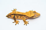 Tangerine Harlequin Pinstripe Crested Gecko