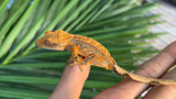 Tangerine Whiteout Pinstripe Crested Gecko