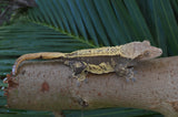 Tangerine Pinstripe Crested Gecko (Gravid?)