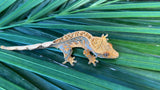 Tangerine Whiteout Pinstripe Crested Gecko