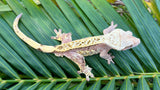 "Tang" Salmon Tangerine Pinstripe Crested Gecko